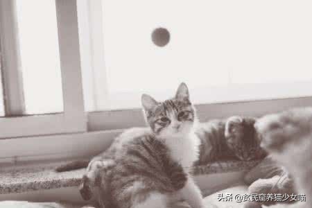 家里的猫咪只对一个人叫,家里猫咪凶不听话