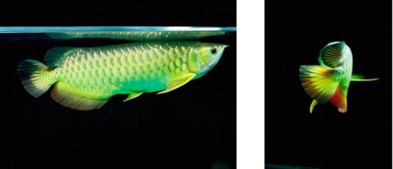 活化石对龙鱼有什么好处,龙鱼的活化石图片