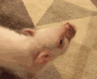 石泽研究所保湿洁面皂,石泽研究所毛孔抚子面膜要洗吗