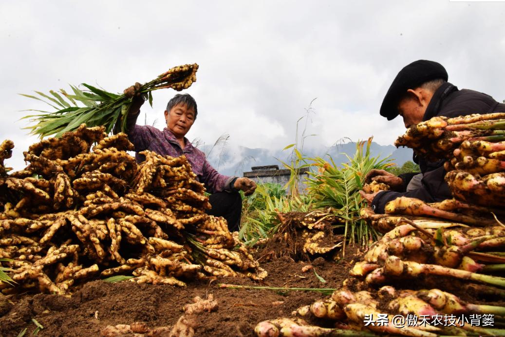 红薯高产种植技术及管理方法,芋头高产种植技巧与管理方法