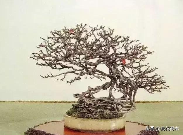 日本海棠的养殖方法,日本海棠花卉习性