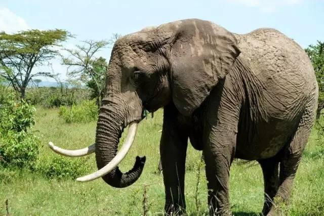 这10种文玩都是违禁品最好别碰,国家明令禁止的文玩有了会如何