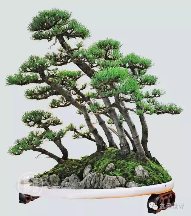 松树盆景经典大片,大斜杆式盆景得金奖作品松树