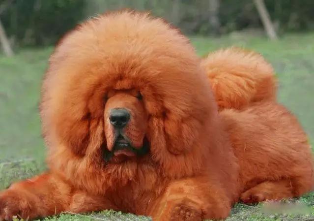 45种狗狗很难得一见你认识几种,45种最难得一见的狗