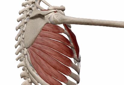 手臂肌肉分布图前锯肌,前锯肌劳损会导致手臂酸痛吗