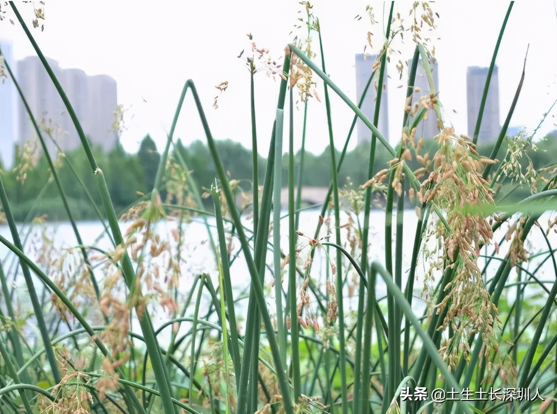 古代，宝安指的是哪里？