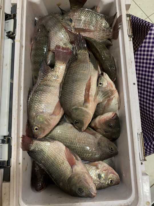 钓鱼必须有的装备,钓鱼必须要买的几样东西