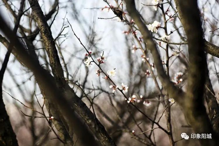 晋城哪里可以春游,晋城附近春游景点