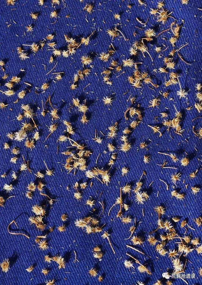 你知道胡萝卜是怎么来的吗,胡萝卜的演化史