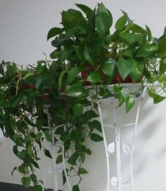 绿萝浇哪三种水疯长不停,让绿萝起死回生爆盆的正确方法