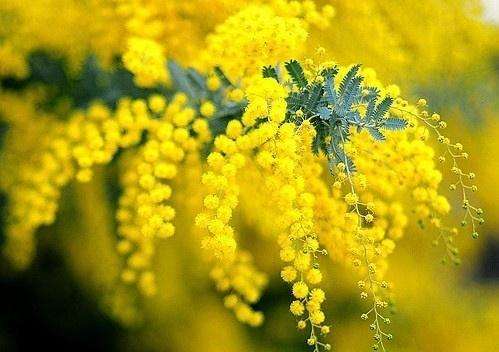 十大国花中有什么花颜色最好看,十大国花都有哪些花