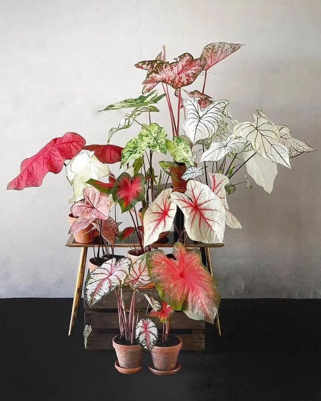 最耐阴不需要阳光的植物室外,喜阴怕阳光非常好养的盆栽大全