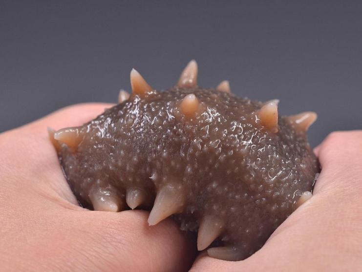 什么样的海参营养最好,海参营养价值不如鸡蛋