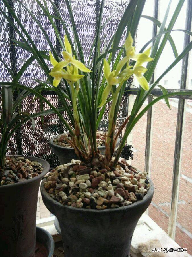 种植兰花松树皮和植金石的比例,植金石松树皮养兰花多久浇水