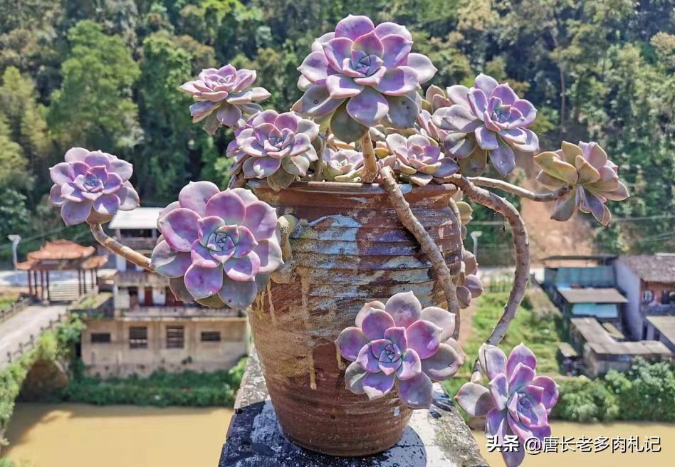 多肉嫩桩变老桩,高桩碧桃多肉老桩