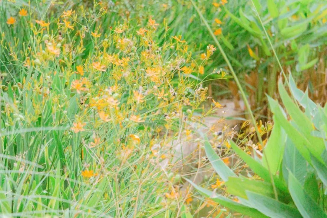 深圳哪里有摩天轮可以坐,深圳哪里有免费摩天轮