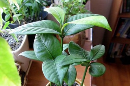 山竹的一些简单介绍和注意事项,怎样的山竹才是能吃得好山竹