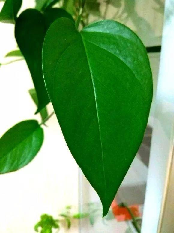 如何养好绿萝叶片又大又绿,养绿萝全靠这几点叶子肥厚不发黄