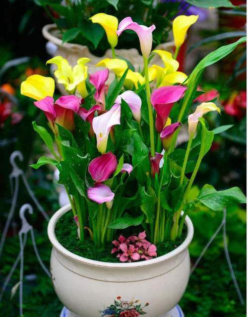 种球一年四季开花品种有哪些,硬根花卉种球大全图解