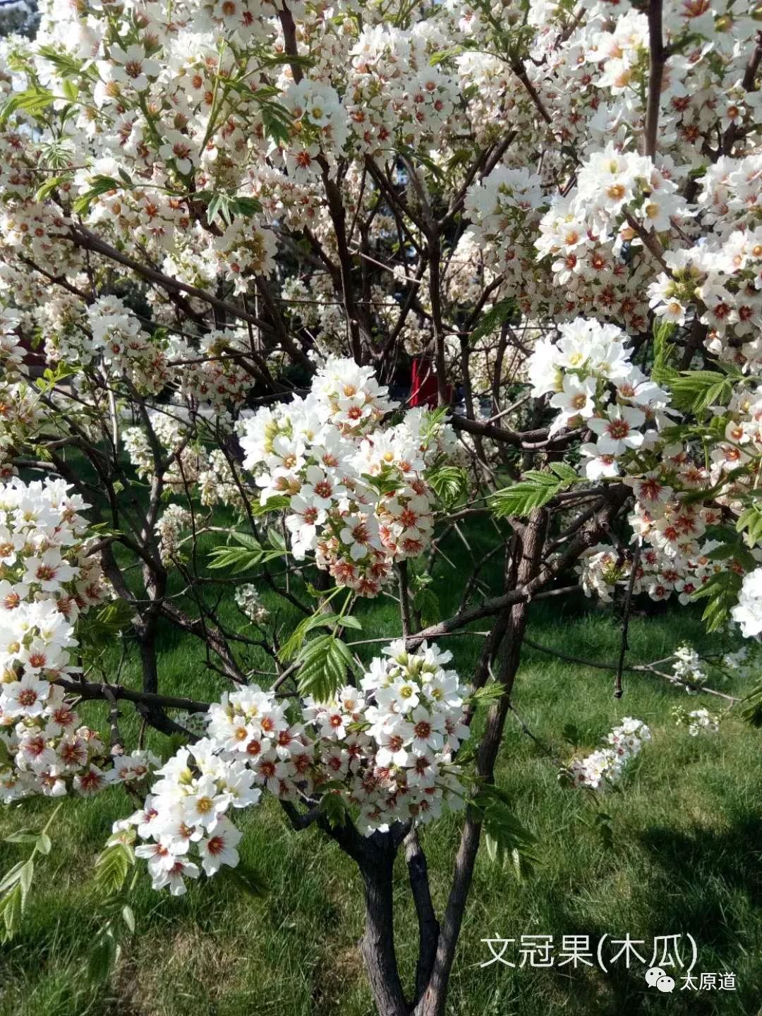 云冈石窟佛顶庙,云冈石窟顶上