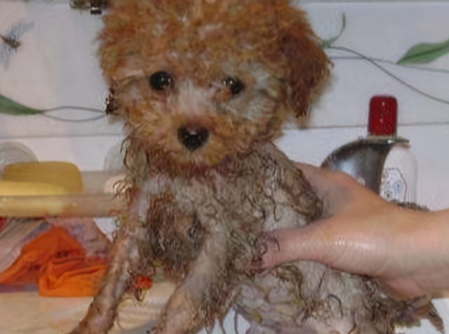 贵宾犬太挑食了很瘦怎么办,贵宾犬怎么才能吃胖