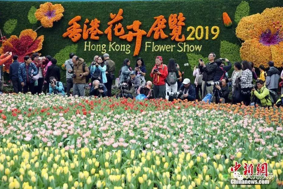 香港花卉艺术展,共赴盛会活动