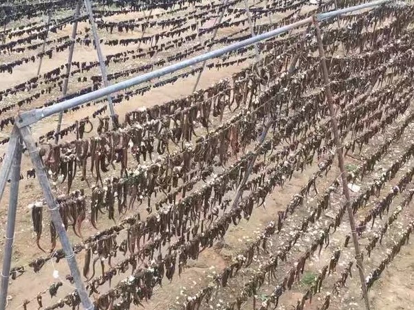 蚂蟥养殖创业,蚂蟥的养殖利润和成本