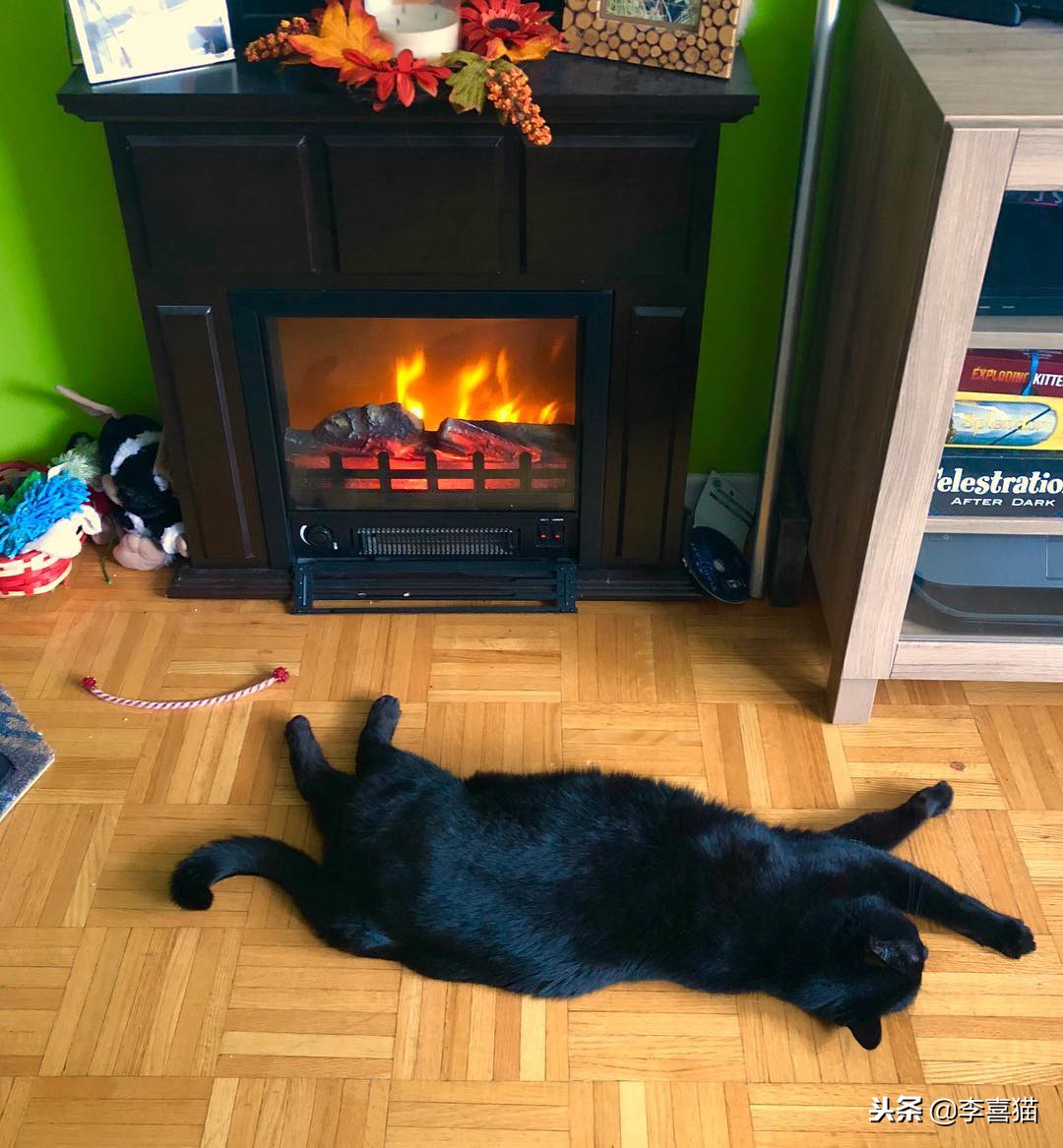 冬天到了铲屎官应注意些什么,铲屎官春季注意事项