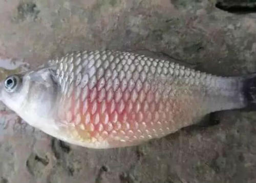 鱼儿生病需要隔离治疗吗,鱼儿用什么预防生病