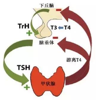 当孕期遇到了感冒怎么办,孕妈甲减怎么调理