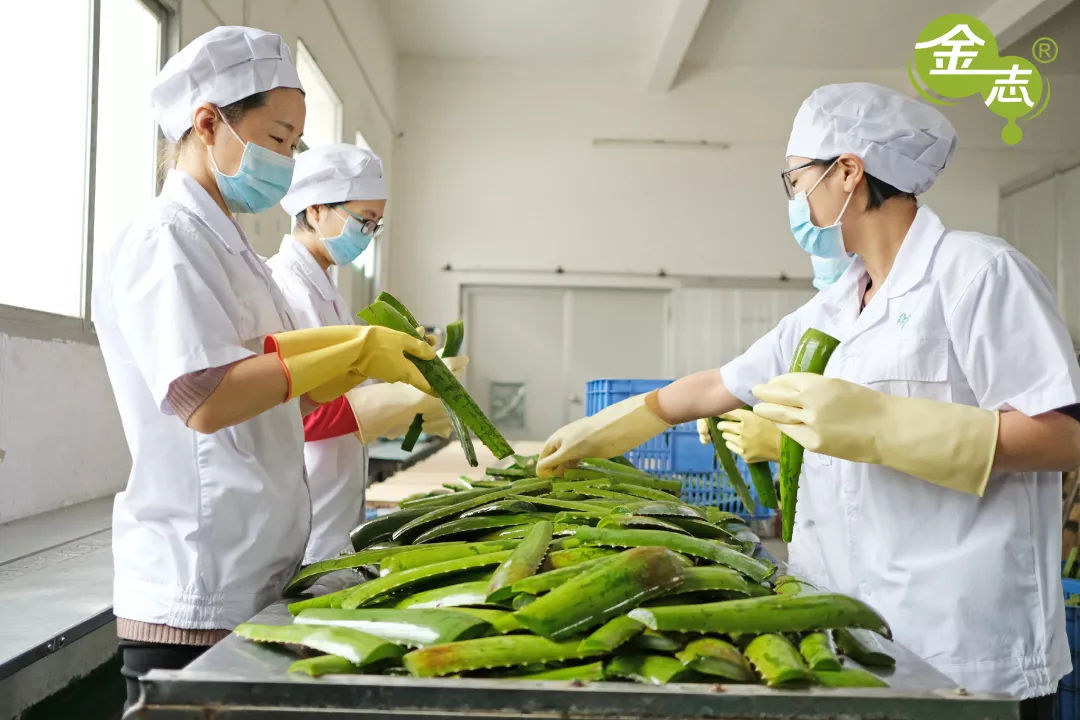 跨越20年的芦荟情谊