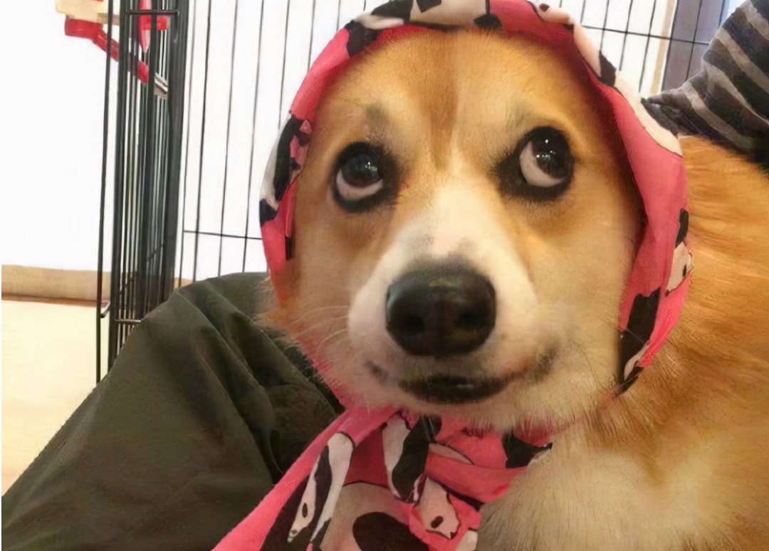 柯基难饲养的几个原因分析,饲养柯基的注意事项