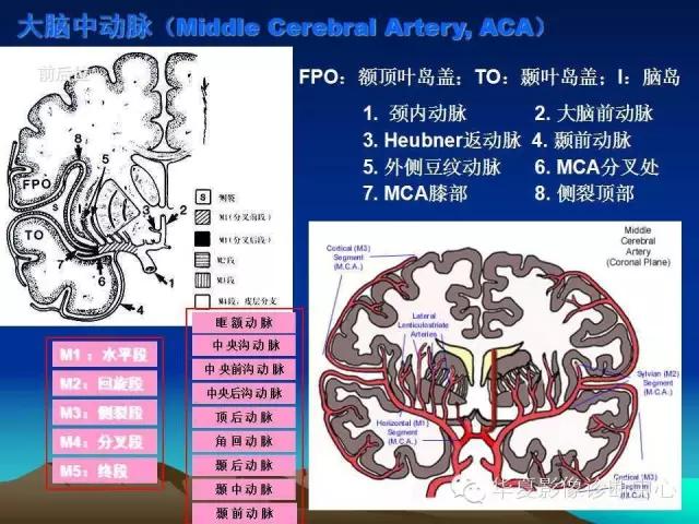 小脑血管解剖分段,脑血管影像解剖讲解