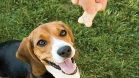 狗狗总是哼哼唧唧是什么原因,狗狗总是哼哼要咬人