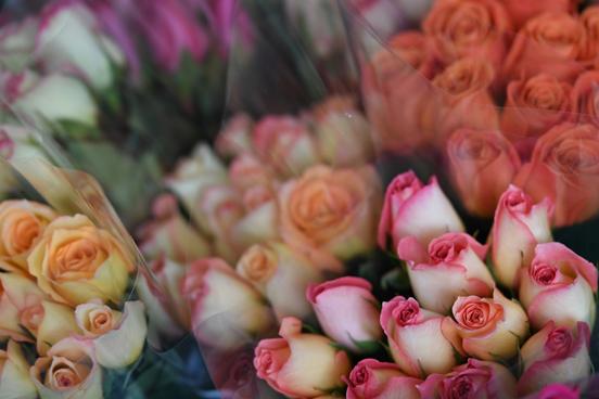 用好灯光家装效果倍增,如何用水珠使花卉更生动