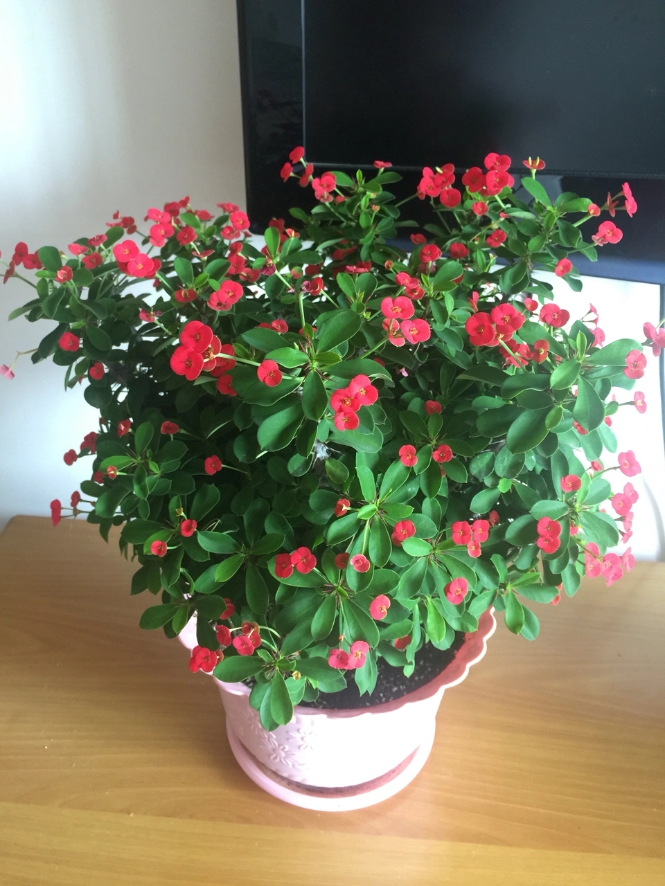 一帆风顺花有毒吗对小孩有影响吗,气味对身体有害的盆栽花卉