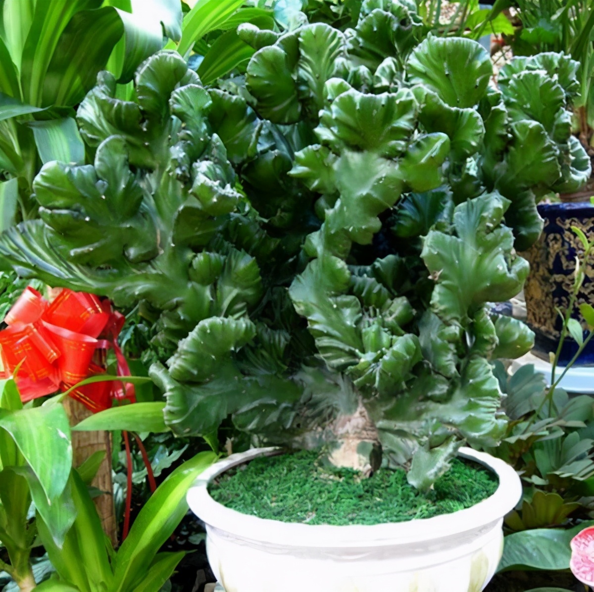 常见的五种最丑的花,最好养的丑花排名