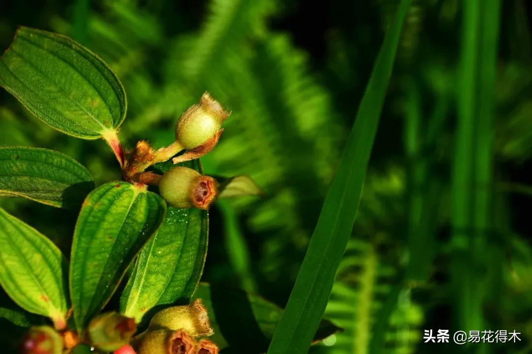 牡丹和观赏牡丹区别,牡丹的形态特征与什么花不同