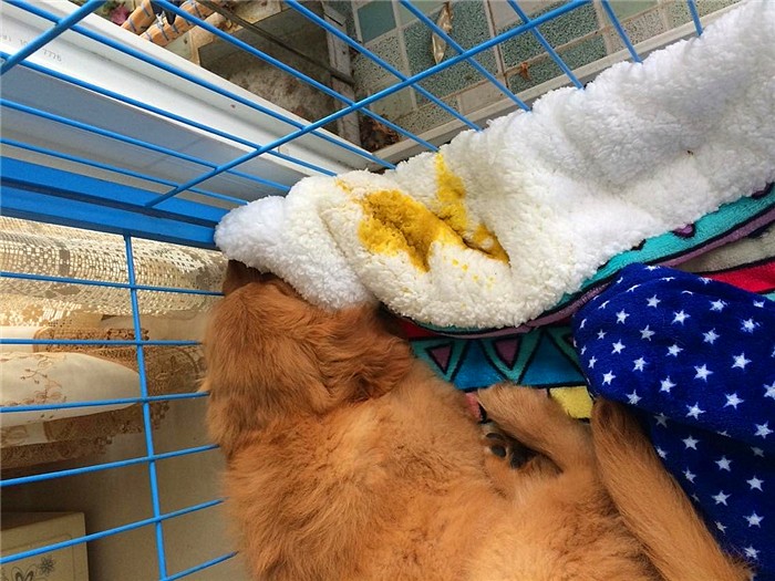 幼犬感染犬细小后并不会变得“又细又小”,其实犬瘟热才是