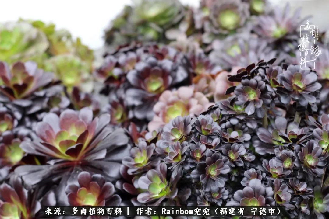 岁月无波澜余生不悲欢是啥意思,愿你岁月无波澜敬我余生无悲欢