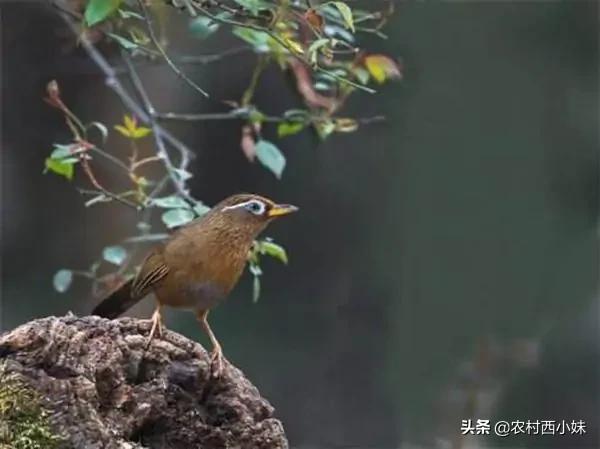 画眉鸟的小技巧,怎么才能让画眉鸟好养