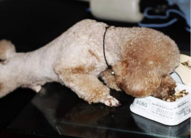 狗狗出现哪些症状表现想喝水,狗狗出现什么症状是喜欢你