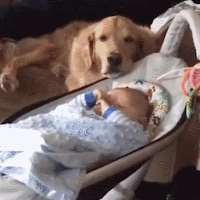 你认为猫咪可爱的表现,你认为猫咪丑到什么程度