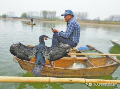 渔民鸬鹚捕鱼视频,鸬鹚渔民捕鱼视频