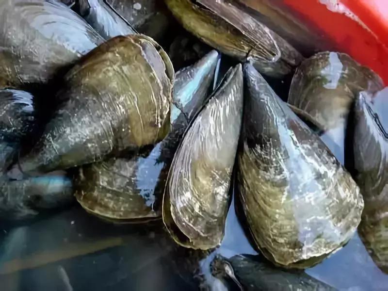 原神美食点评,江户前美食攻略