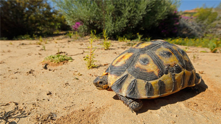 乌龟不吃东西怎么处理,乌龟不吃东西怎么办视频教程
