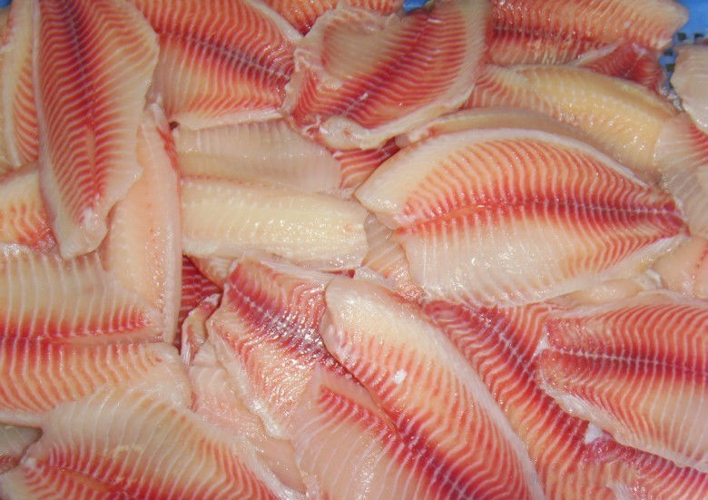 “非洲鲫鱼”入侵中国，4个月就能繁殖，长江已经“失守”？