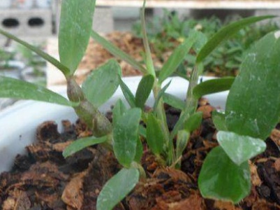 铁皮石斛的栽培方法,铁皮石斛岩石栽培