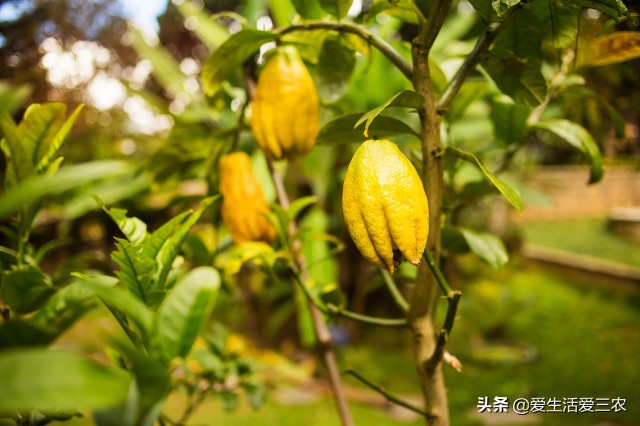 小青柑种植前景,种植佛手柑的经济效益