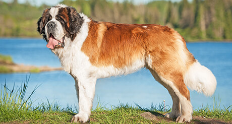 建议懒人养的10种智商高的狗,不挑食好养的狗狗都有哪些